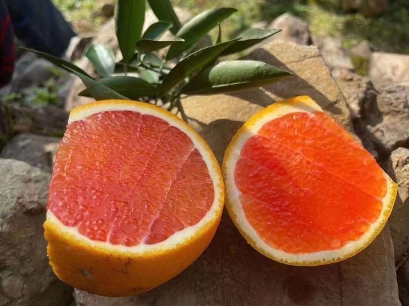 红心脐橙果实剖面特写：横切展示饱满多汁的玫瑰红色果肉、细密囊瓣、中心柱小而紧实，果皮薄韧易剥，周围散落几粒饱满橙色种子