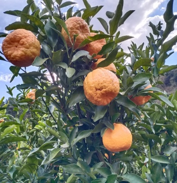 华坪晚芦椪柑,味道好,颜色红