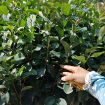 油茶，绿化苗木规格齐全诚信经营量大从优