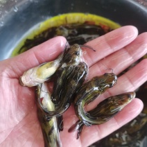 黄骨鱼苗，黄桑鱼苗、基地直供、一手货源、大量现货批发