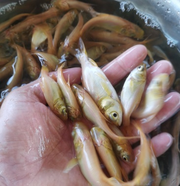 黄金大头鱼苗黄金花鲢生长速度快