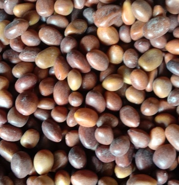 大皂角籽经过手工挑选的