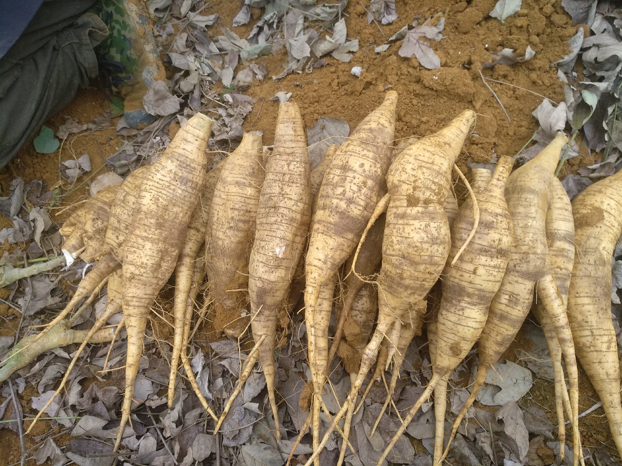 粉葛植物的全貌，包括藤蔓、叶片和块根