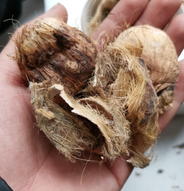 【甄选】大腹皮大腹毛,野生槟榔壳软壳大夫皮腹