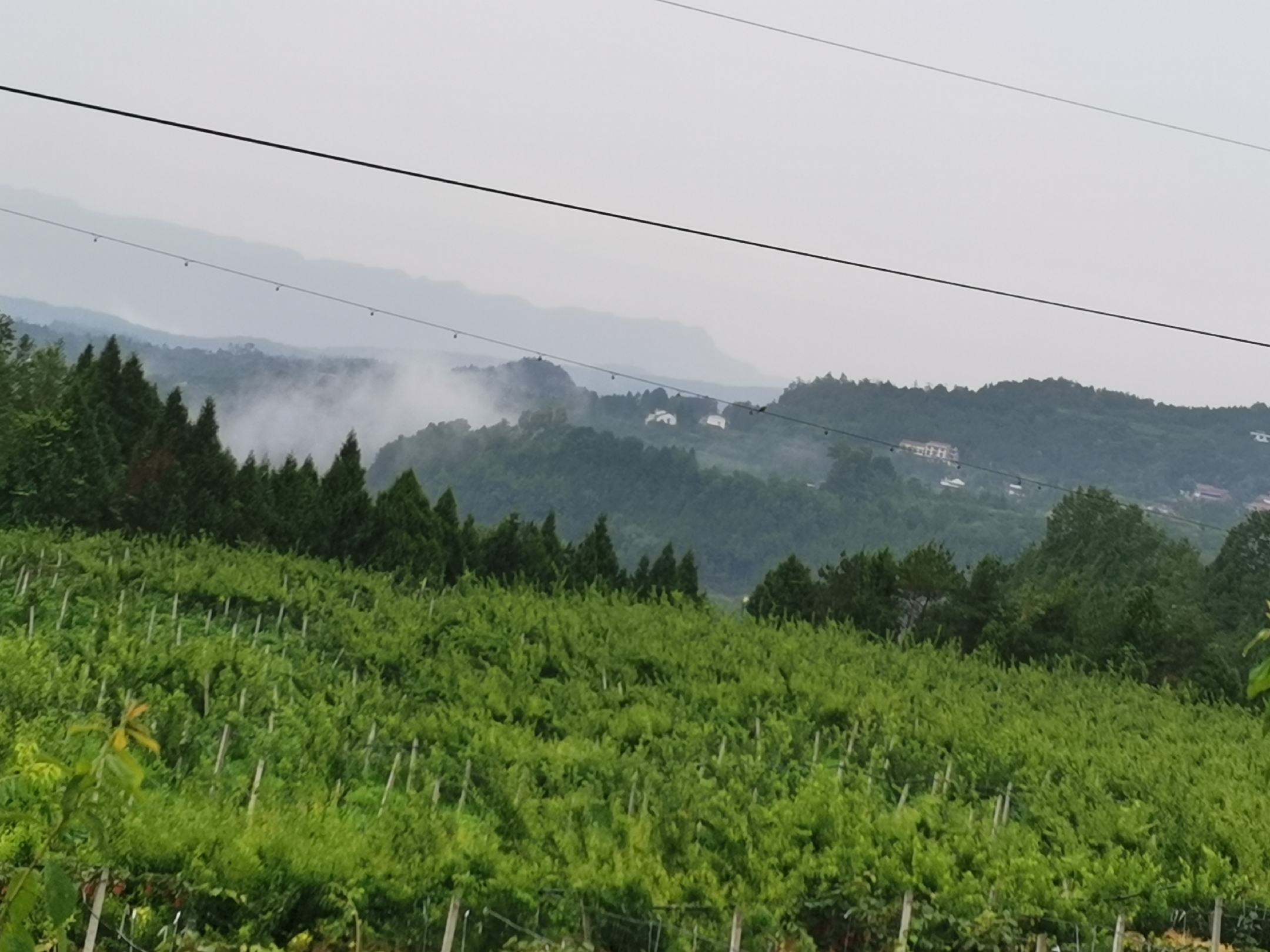 乡村地窖场景:木质梯阶向下延伸,窖内石砌墙壁凝有水珠;前景为长方形土坑,内铺浅褐色细沙,沙面上整齐嵌入数十颗青翠李子,部分半掩于沙中,沙层厚度清晰可见;右侧竹筐盛满新采李子,筐沿搭着湿润麻布 青脆李子传统砂藏实景图