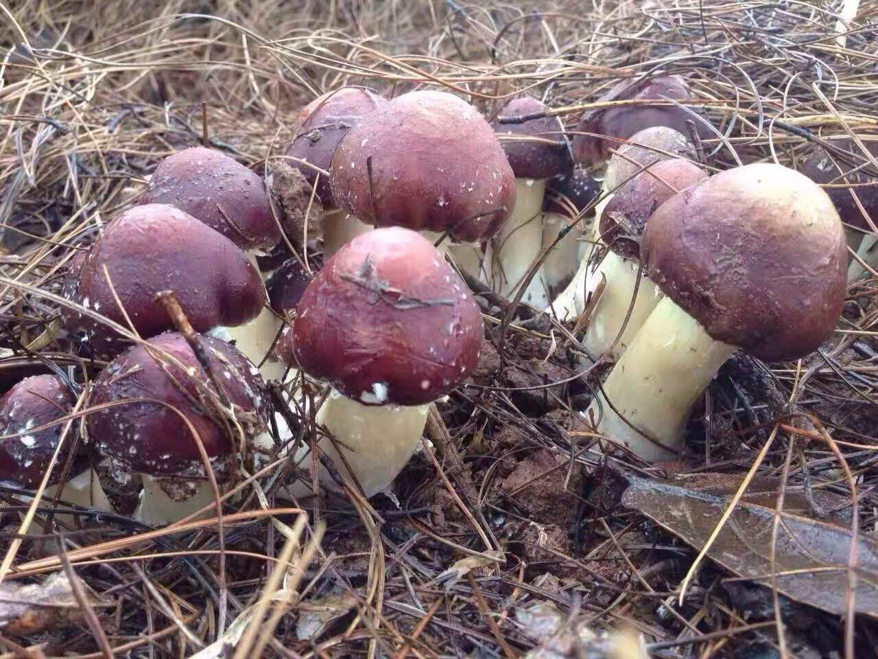 姬松茸与易混淆菌类对比示意图