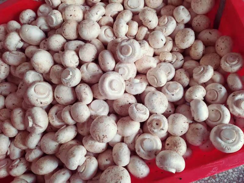 新产品乳白色平头菇!