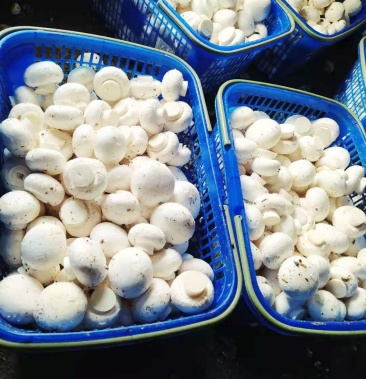 新产品乳白色平头菇!