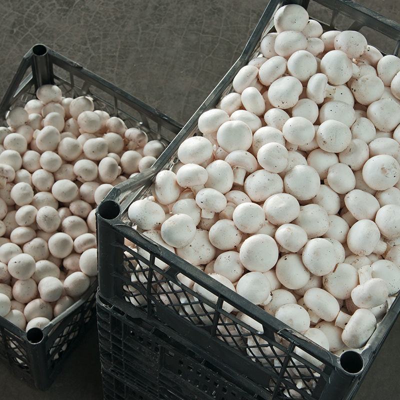 新产品乳白色平头菇!