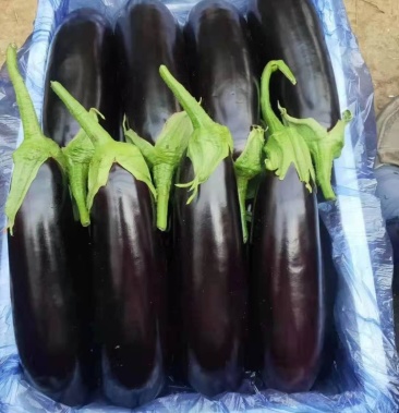 烧烤茄子苗短粗棒质地较传统墨茄偏硬但不失口感