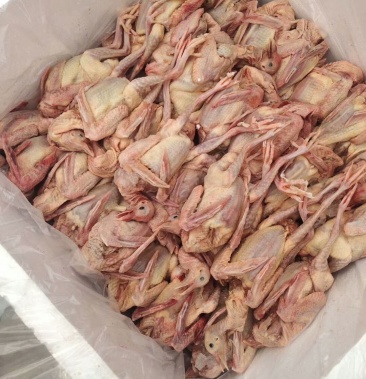 荐乳鸽河北乳鸽白条冰冻冰鲜现宰肉食鸽肉半净鸽子供应链