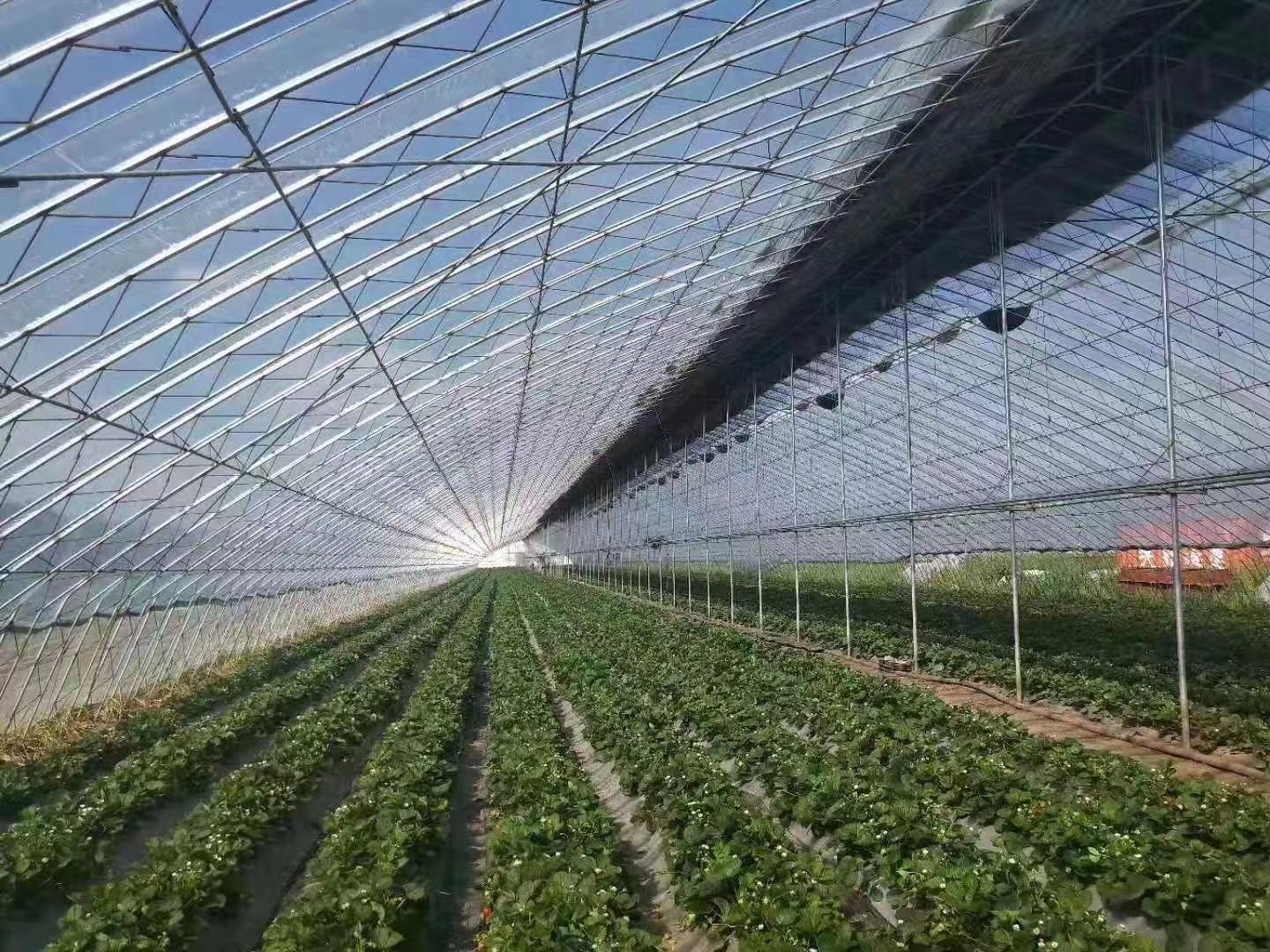 草莓大棚内部结构示意图,展示钢架、滴灌系统、草莓种植行距布局 草莓大棚内部结构图