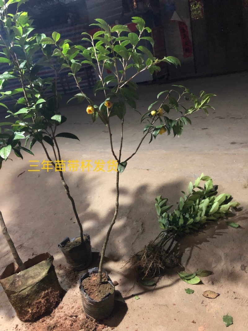 [茶树苗批发]茶花苗 防普金花茶苗 阳台庭院种植价格45