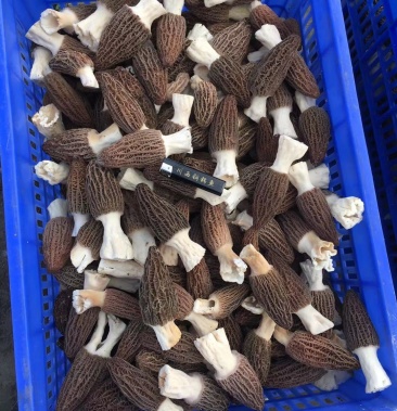 全国大量不限量收购羊肚菌