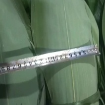 高山鲜粽叶，一手货源，产地直供，现采现发，欢迎各位预订