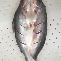 免浆巴沙鱼，原产地缅甸湄公河，肉质鲜嫩，刺少