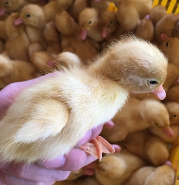 [白鸭苗批发]桂柳白鸭苗 孵化直销 技术指导 量大送场地价格4.