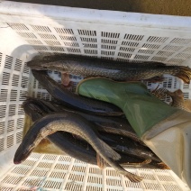 白斑狗鱼狗鱼鱼苗，冷水鱼性凶猛鱼类