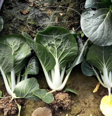 精山东辰捷蔬菜配送黑夜白菠菜产地直销品质有保证