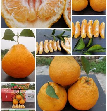 柑子品种大全及图片图片