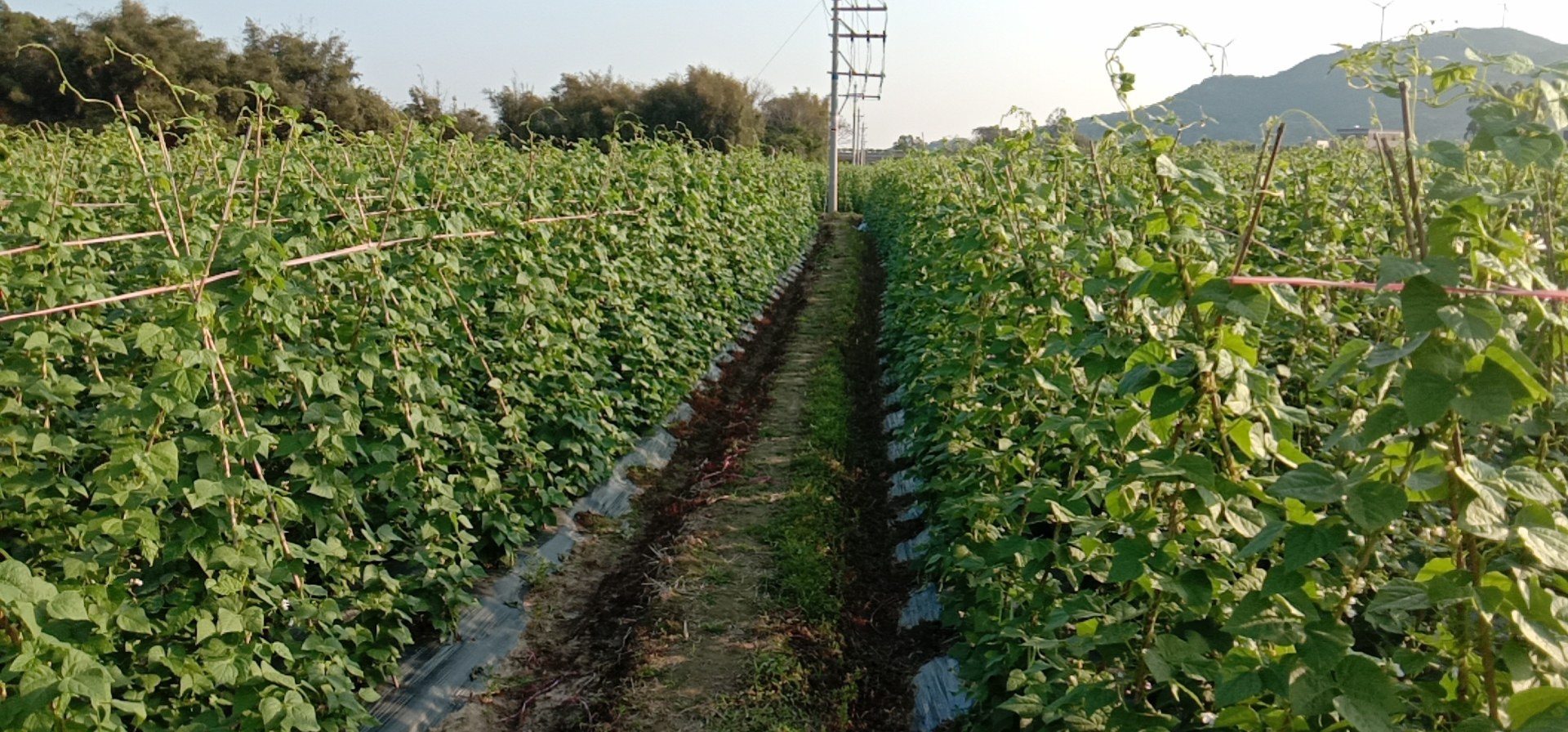 白扁豆种植田实景图