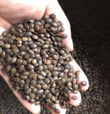 台湾相思种子相思树种子台湾相思树种子