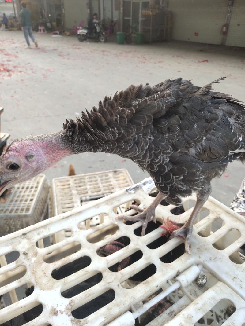 火鸡苗,脱温苗,一斤半到两斤.一只,包邮,包运输损耗