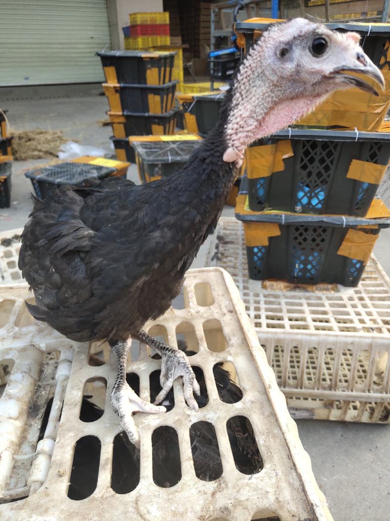 火鸡苗,脱温苗,一斤半到两斤.一只,包邮,包运输损耗