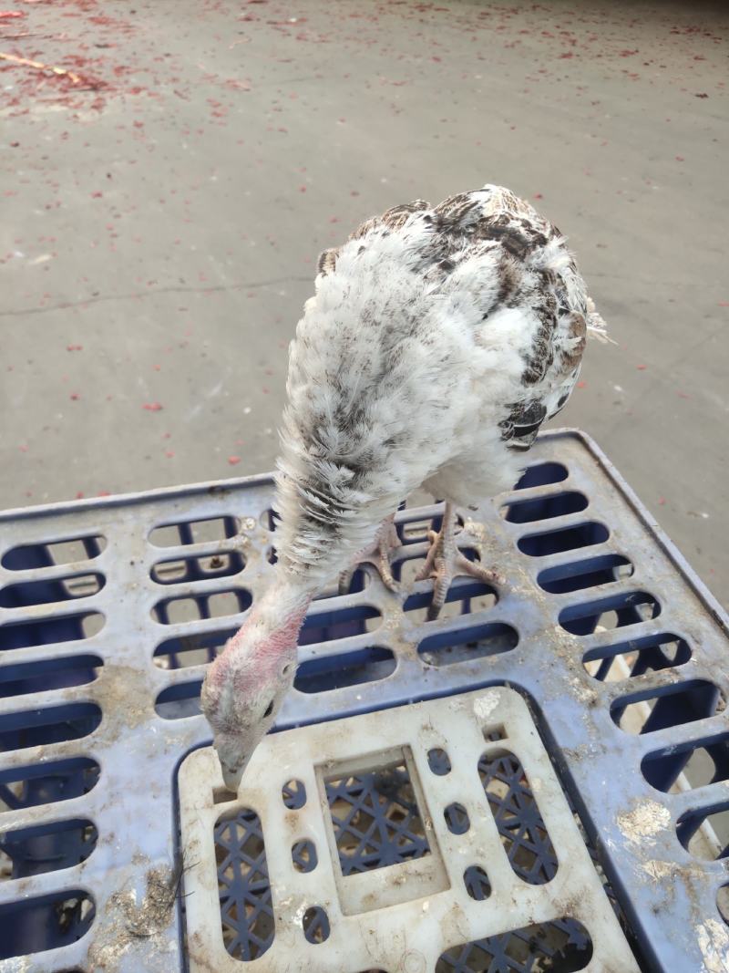 火鸡苗,脱温苗,一斤半到两斤.一只,包邮,包运输损耗