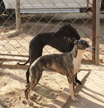 惠比特格力灵缇犬黑白活猎兔幼犬血统惠比特格力