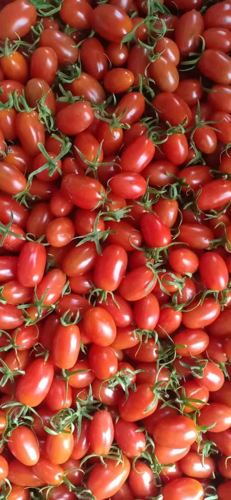 辽宁丹东东港市圣女果 7.00元/斤丹东409花生