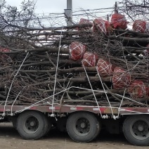 10公分柿子树装车5公分至20公分货源充足