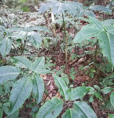 野生雪里见,个头大有需要的联系