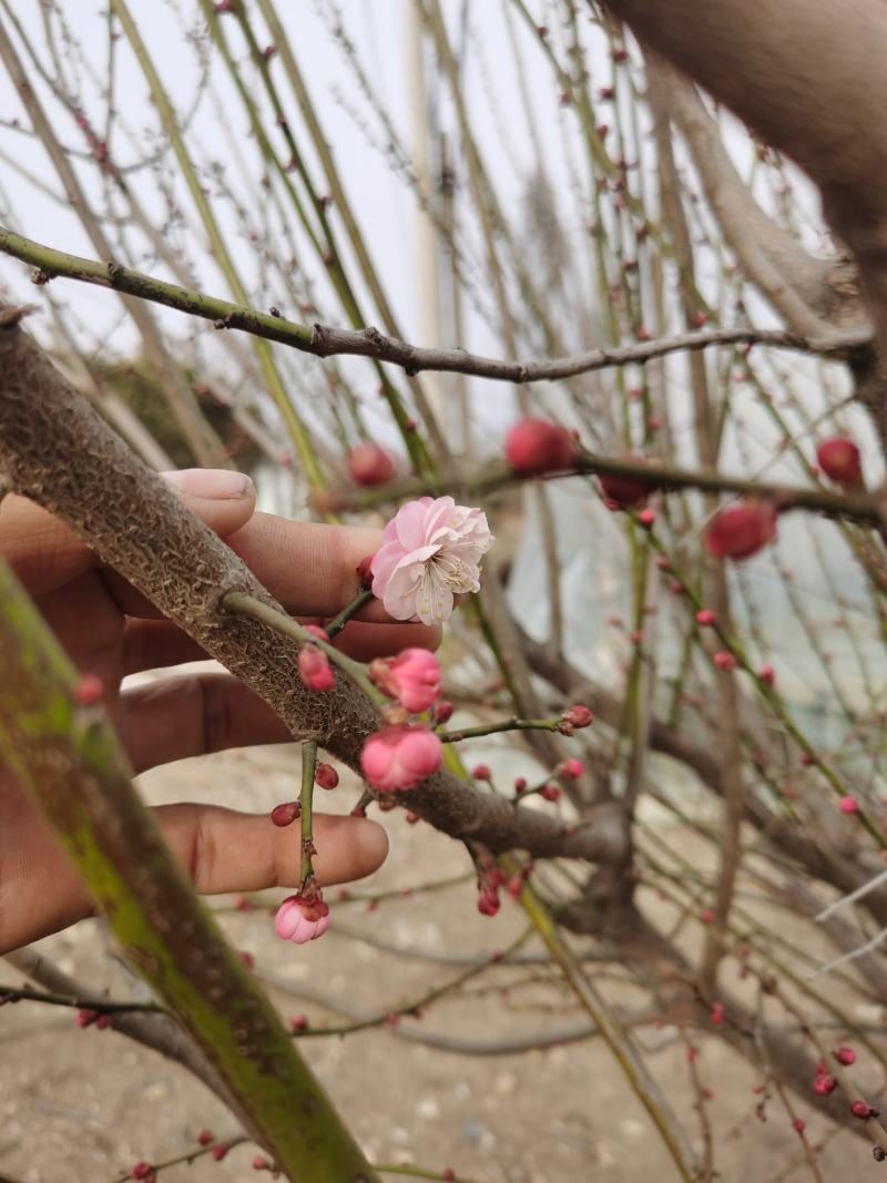 新沂市市花图片