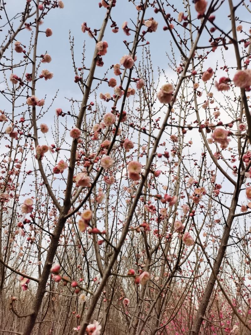 新沂市市花图片