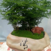 大量供应文竹，山东青州市全国花卉集散地