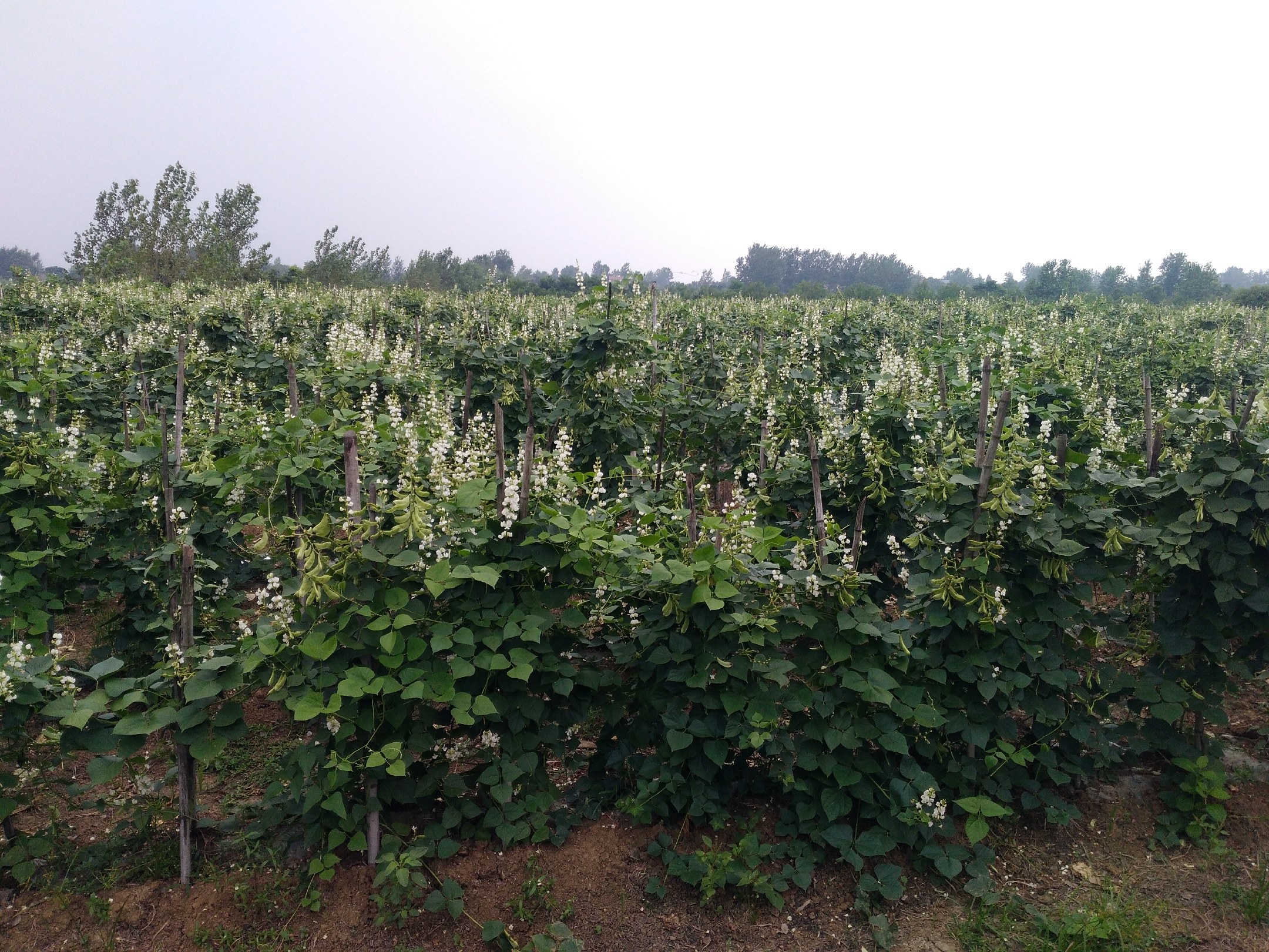 白扁豆花生长环境全景