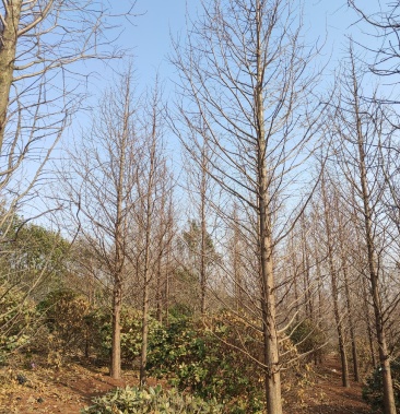 [杉树批发]水杉 10-15公分水杉大量供应 精品水杉树产地直销价格16.