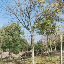 无患子苗圃大量供应大小规格均有货10公分490一棵