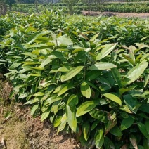 中国广东肇庆德庆玉桂苗