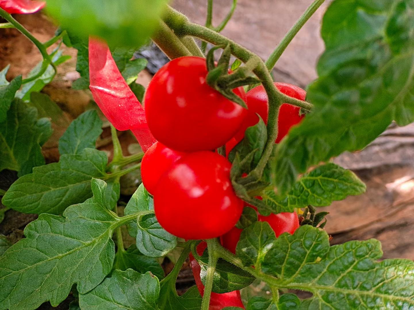 圣女果特写展示其尖尖部位