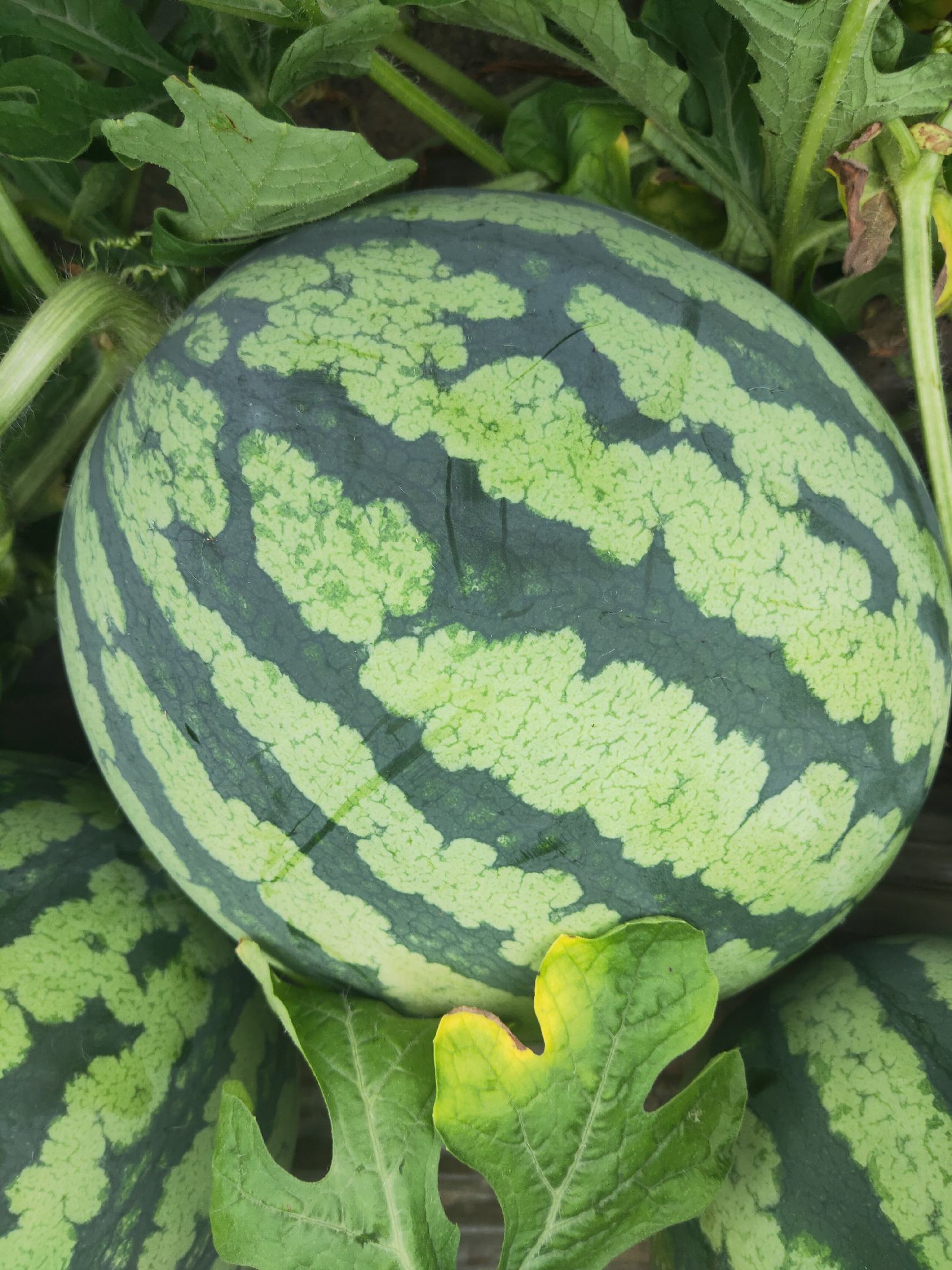 [特小凤西瓜批发]特小凤四月二十号左右,8424,麒麟无籽瓜四月三十号