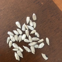 哈萨克斯坦红花籽需要联系