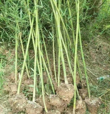 竹苗刚竹淡竹绿化竹苗1到6公分竹子供应