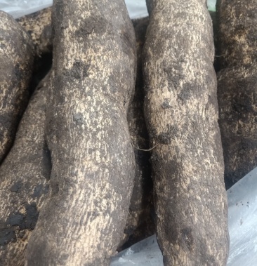 [佛手瓜批发]云南普洱洋瓜根_洋丝瓜根_炖排骨_煲汤价格10.