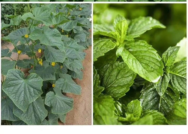 黄瓜黄化病毒防治中常用的药剂和喷雾方法 黄瓜病毒防治用药示意图