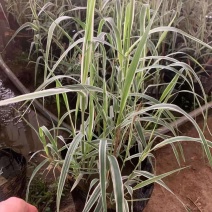 大盆花叶芦竹种植，水生花叶芦竹基地，花叶芦竹，大盆，小盆