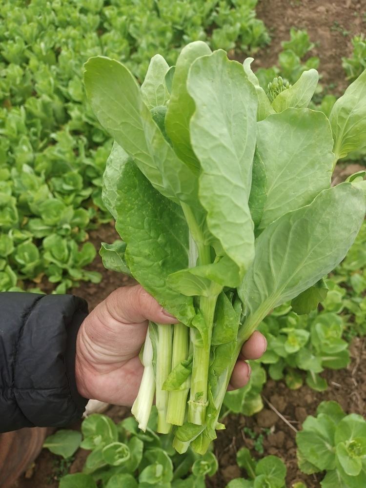 白菜苔基地种植量大从优可实地考察