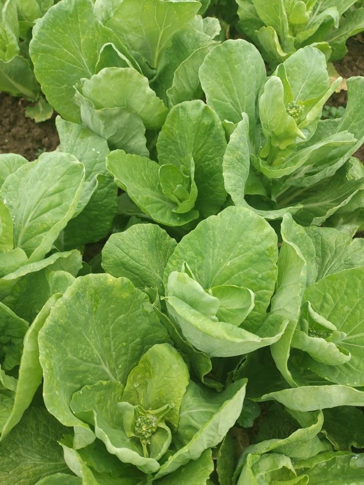 白菜苔基地种植量大从优可实地考察