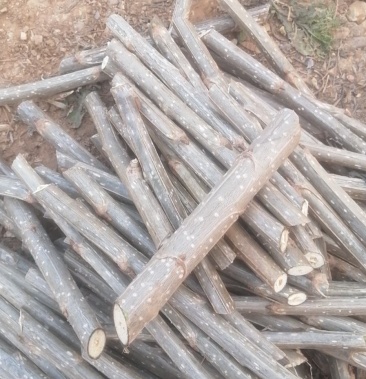 鲁林9号无絮杨树苗木插仟